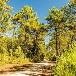 luxury camping forest in vendee